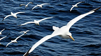 Illustration albatrosses