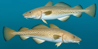 Illustration cod - Image 1