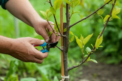 Hình ảnh minh họa conditioning - Ảnh 1