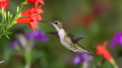 Illustration darting - Image 1