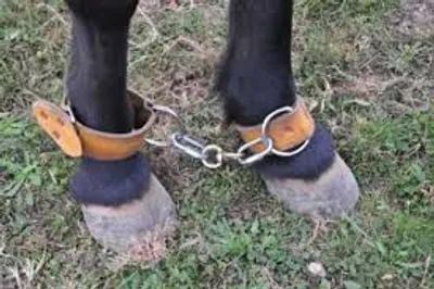 Illustration hobble - Image 2