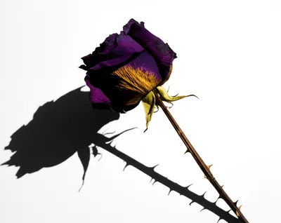 Illustration mordant - Image 1