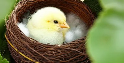 Illustration nuzzled - Image 1