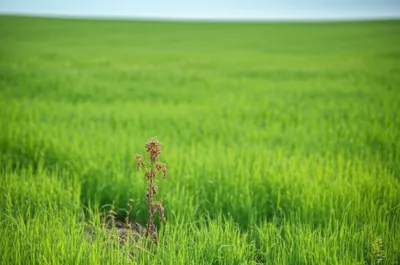 Illustration meager - Image 1