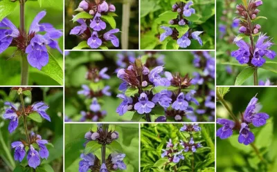 Illustration skullcaps - Image 1