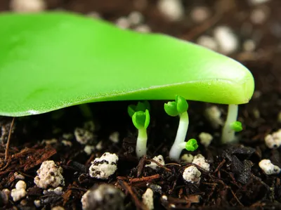 Illustration propagating - Image 1