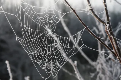 Illustration frosts - Image 1