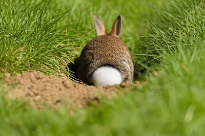 Illustration burrowed