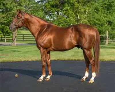 Illustration thoroughbred - Image 2