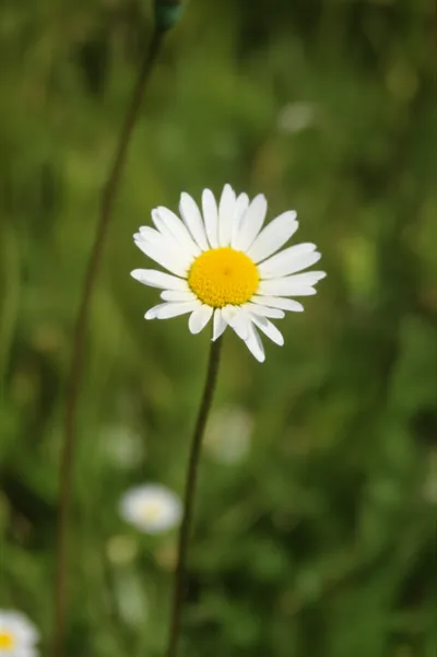 Illustration rustic - Image 1