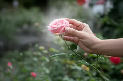 Illustration contained - Image 1