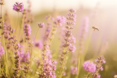 Illustration sweetest - Image 1