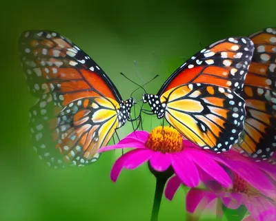 Illustration transparent - Image 1