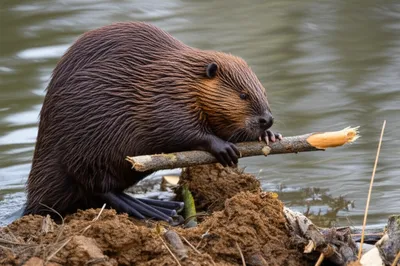 Illustration nest - Image 1