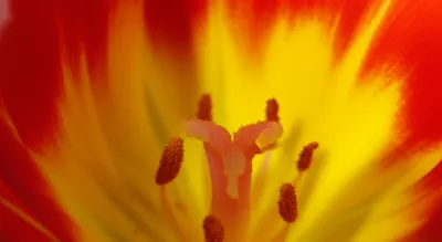 Illustration thalamus - Image 1