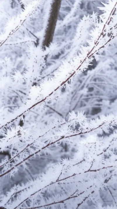 Illustration rime - Image 1