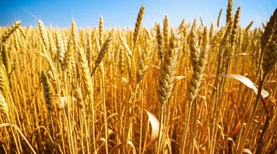 Illustration cropped - Image 1