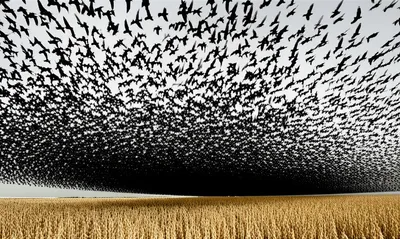 Illustration plagues - Image 1