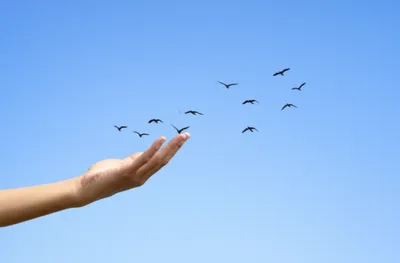 Illustration dispositions - Image 1