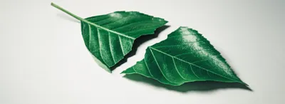 Illustration part - Image 1