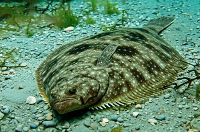 Illustration turbots - Image 1