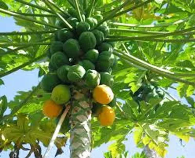 Illustration papaya - Image 2