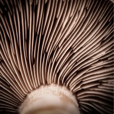 Illustration lamellae - Image 1