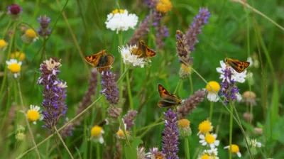 Illustration flats - Image 1