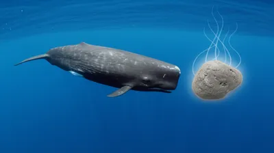 Illustration ambergris