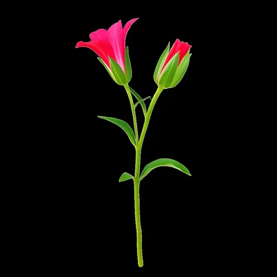 Illustration inflection