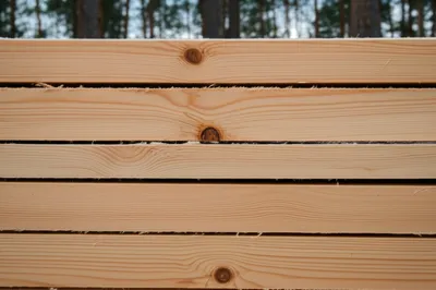 Illustration pines - Image 1