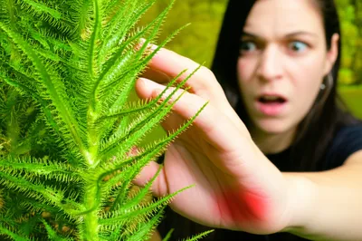 Illustration nettles - Image 1