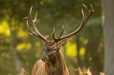 Illustration mew - Image 1