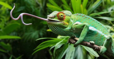 Illustration velarize - Image 1