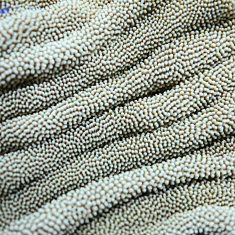 单词"coral"的视觉插图 - 珊瑚，珊瑚虫。
