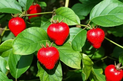 Illustration strawberry - Image 1