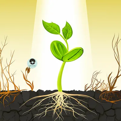 Illustration strengthening