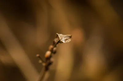 Illustration farthings - Image 1