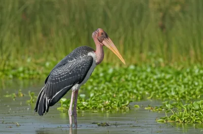 Illustration adjutant - Image 2