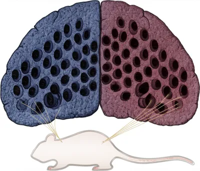 Illustration barrels - Image 1