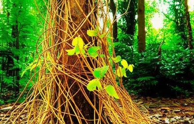 Illustration chokes - Image 1