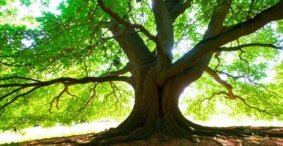 Illustration lasting