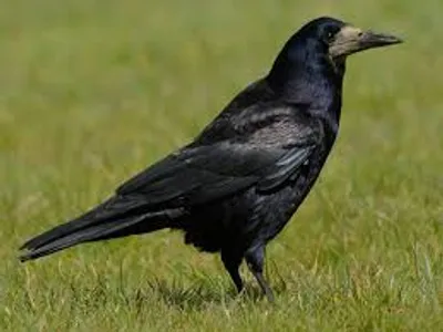 Illustration rook - Image 2