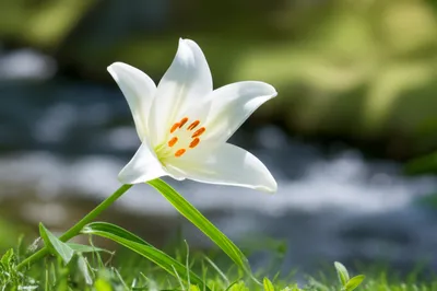 Illustration chaste - Image 1