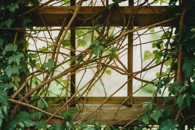 Illustration webs - Image 1