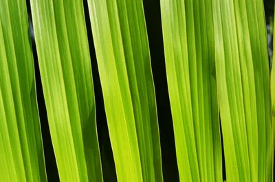 Illustration linear - Image 1