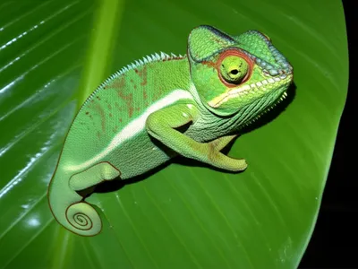 Illustration modify - Image 1