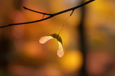 Illustration wing - Image 1