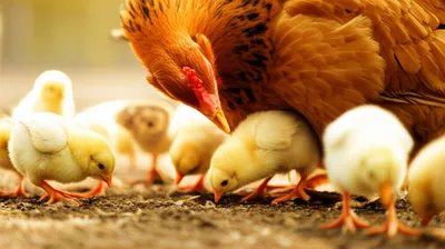 Illustration gigging - Image 1