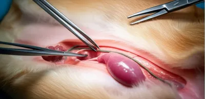 Illustration fix - Image 1